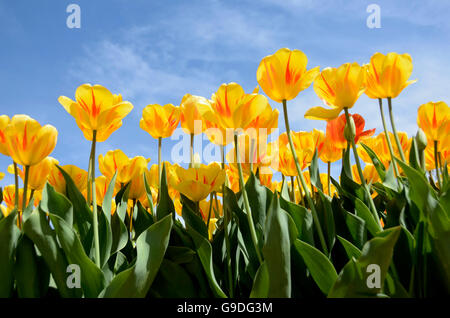 Tulpenfest Zeit in Holland, Michigan, USA Stockfoto