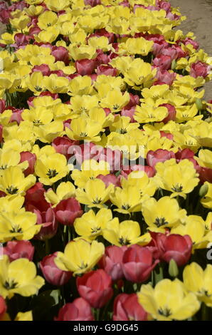 Tulpenfest Zeit in Holland, Michigan, USA Stockfoto