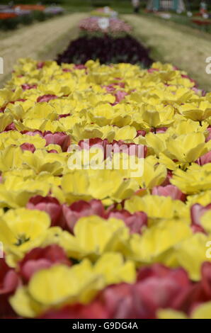 Tulpenfest Zeit in Holland, Michigan, USA Stockfoto