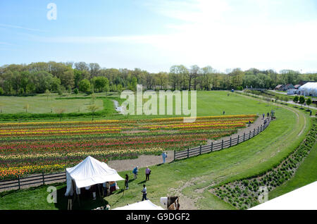 Tulpen im Windmill Island in Holland, Michigan während das Tulpenfest Zeit Stockfoto