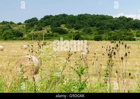 Strohballen auf einem Feld im Verlauf des Sommers ernten und grünes Gras Stockfoto