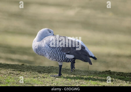 Horizontale Porträt des Erwachsenen von Magellan Gans, Chloephaga Picta, auf dem Boden. Stockfoto