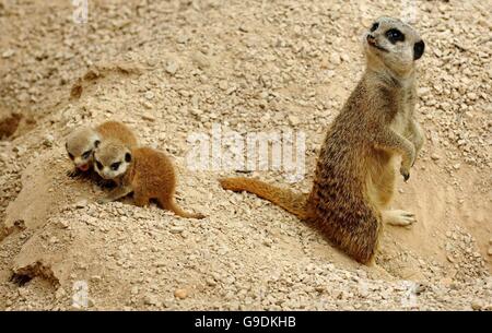 Baby-Erdmännchen im Londoner Zoo Stockfoto