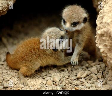 Baby-Erdmännchen im Londoner Zoo Stockfoto