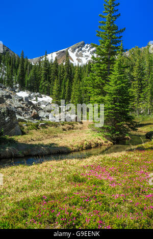 mountain heather flowers along a stream in the tobacco root mountains near mammoth, montana Stockfoto