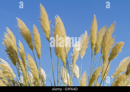 Hoch Pampass Rasen majestätisch wiegen sich im Wind vor blauem Himmel. Stockfoto