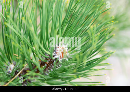 Zweig-Tipp von einer rot-Kiefer (Pinus Resinosa) im Dezember. Stockfoto