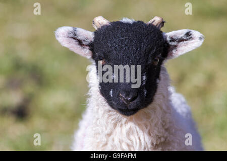 Closeup Kopfschuss von einem Swaledale Lamm direkt in die Kamera schaut. Stockfoto