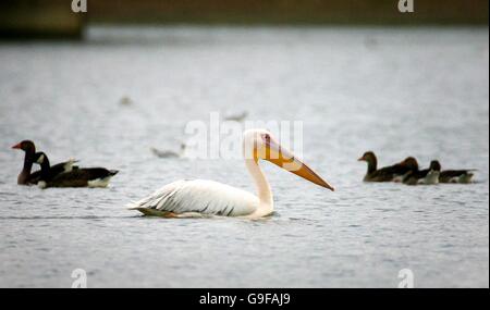 Pelikan am Ast Buche Reservoir Stockfoto