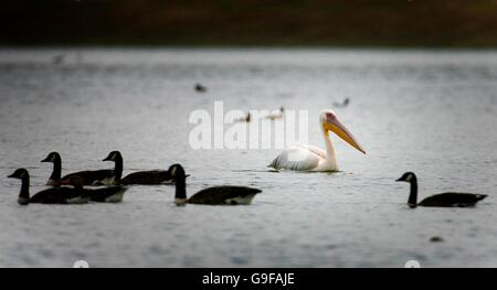 Pelikan am Ast Buche Reservoir Stockfoto