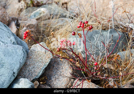 Ein Carolina Rose wächst zwischen den Felsen an der Küste von Maine zeigt leuchtend scharlachrote Hagebutten. Stockfoto