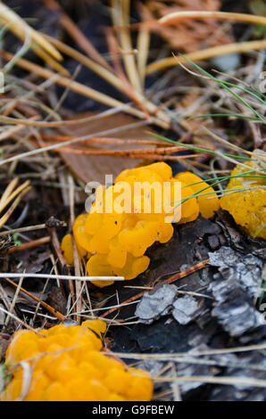 Orange Jelly Pilze (Dacrymyces Palmatus) wachsen auf den Wurzeln der Pech-Kiefer (Pinus Rigida) in Seal Harbor, Maine. Stockfoto