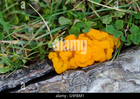 Orange Jelly Pilze (Dacrymyces Palmatus) wachsen auf den Wurzeln der Pech-Kiefer (Pinus Rigida) in Seal Harbor, Maine. Stockfoto
