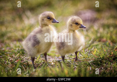 Zwei Tage alten Kanadagänse Gänsel in ihrer natürlichen Umgebung. Stockfoto