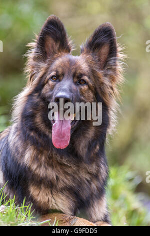 Langhaariger Schäferhund Hund Elsässer mit ist Zunge heraus im Hochformat. Stockfoto