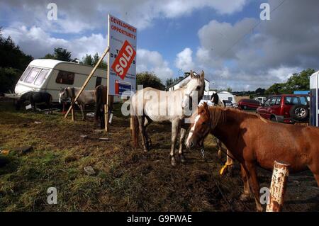 Pferde zum Verkauf auf der Auld Lamas Messe in Ballycastle, Co Antrim. Stockfoto