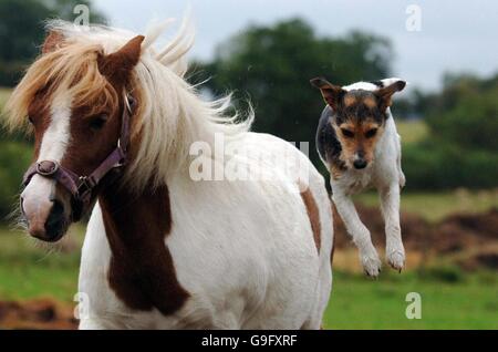 Hund-Fahrten pro pony Stockfoto