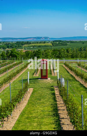 Britische Telefonzelle unter den Weinreben im Luckett Weinberg in der Nähe von Wolfville im Annapolis Valley in Nova Scotia. Stockfoto