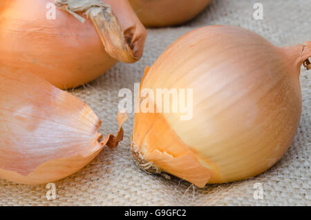 Reife ungeschälte Zwiebel auf Entlassung hautnah Stockfoto