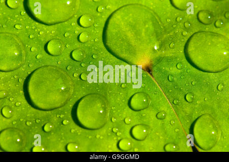 Wassertropfen auf einem Wasser-lilly Stockfoto