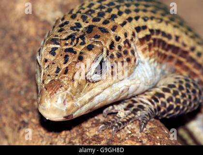 Sudan oder Western versilbert Eidechse (Gerrhosaurus großen, großen Broadleysaurus), extreme Nahaufnahme des Kopfes Stockfoto