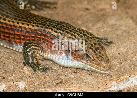 Afrikanischer Western vernickelt, Eidechse oder Sudan versilbert Eidechse (Gerrhosaurus großen, großen Broadleysaurus) Stockfoto