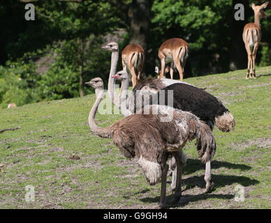 Männlichen afrikanischen gemeinsamen Strauß (Struthio Camelus) zusammen mit zwei Weibchen, Impalas in He Hintergrund Weiden Stockfoto