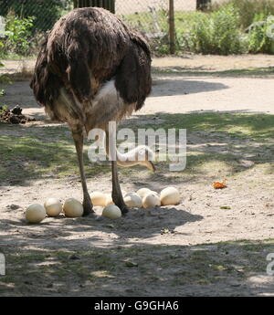 Weibliche afrikanische gemeinsame Strauß (Struthio Camelus) Neuanordnen von den Eiern in ihr nest Stockfoto