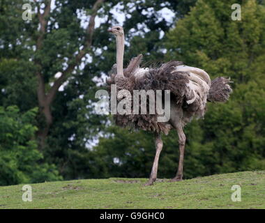 Weibliche afrikanische gemeinsame Strauß (Struthio Camelus) über einen Hügel kommen Stockfoto