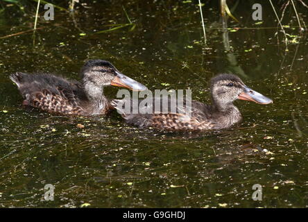 Zwei nördlichen Löffelente Entenküken (Anas Clypeata) schwimmen zusammen Stockfoto