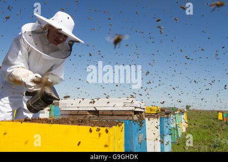 Horizontale Vorderansicht des Imkers Rauchen die Waben von einem Bienenstock mit Bienen schwärmen um sie herum Stockfoto