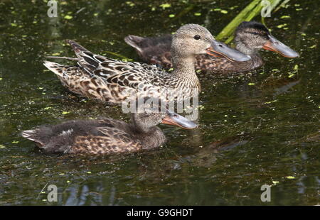 Weibliche nördlichen eurasischen Löffelente Ente (Anas Clypeata) mit zwei von ihr Baby Entchen schwimmen Stockfoto