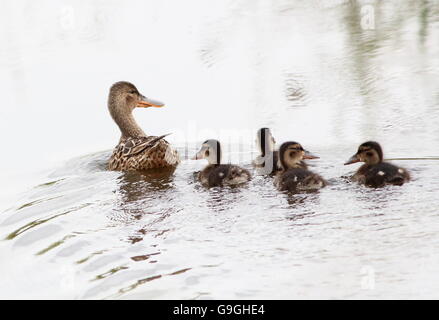 Weibliche nördlichen Löffelente Ente (Anas Clypeata) mit ihrem Baby Entchen schwimmen Stockfoto