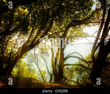 GB - DEVON: Torbay gesehen von Ilsham Marine Drive in der Nähe von Torquay Stockfoto