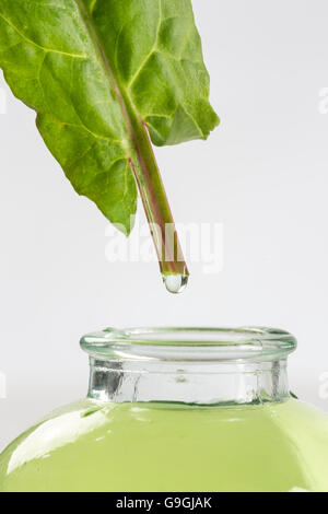 Gemeinsamen Sauerampfer Garten Rumex liegen Spinat Stockfoto