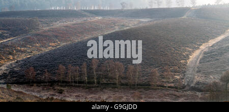 Wanderwege über Heide Hügel hinunter Sherbrooke Tal im zeitigen Frühjahr auf Cannock Chase Stockfoto