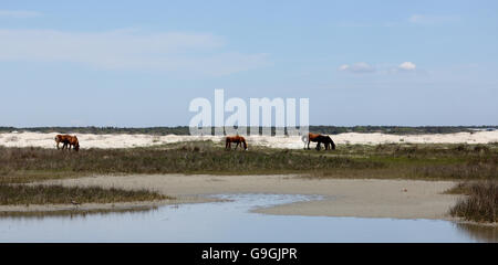 Wildpferde der Shackleford Banks Weiden hinter einem Gezeitentümpel Stockfoto