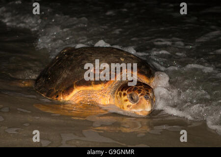 Meeresschildkröte, die Rückkehr in die Wellen - Caretta caretta Stockfoto