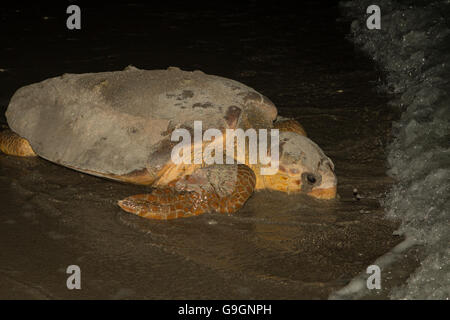 Meeresschildkröte kriecht zurück ins Wasser nach Nesting - Caretta caretta Stockfoto