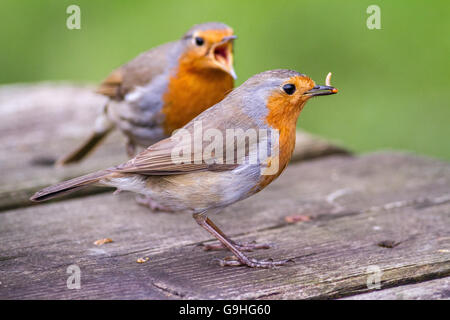 Robin Brautwerbung füttern, wilden europäischen Rotkehlchen füttern einander.  Frühling, bonding, männlichen Robin, die Bereitstellung von Nahrungsmitteln für weiblich. Stockfoto