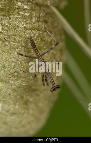 Lila geflügelten Mantis (Tenodera Australasiae) Nymphe aus Ei Fall gerade geschlüpft Stockfoto