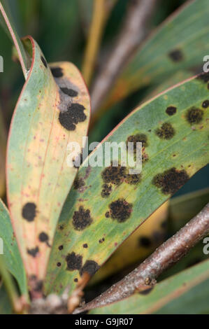 Blattflecken auf Nadelkissen Hakea Laurina, eine pilzartige Krankheit, die als Cladosporium bekannt Stockfoto