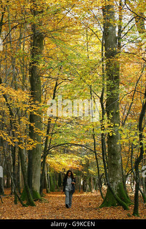 Forstkommissar Zoe Khalaf macht einen Spaziergang in der Nähe der 500 Jahre alten Knightwood Oak im New Forest, Hampshire, wo die Kommission einen Podcast entwickelt hat, um die Besucher durch das herbstliche Wunderland zu führen. Stockfoto