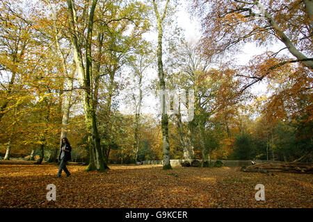 Forstkommissar Zoe Khalaf macht einen Spaziergang in der Nähe der 500 Jahre alten Knightwood Oak im New Forest, Hampshire, wo die Kommission einen Podcast entwickelt hat, um die Besucher durch das herbstliche Wunderland zu führen. Stockfoto