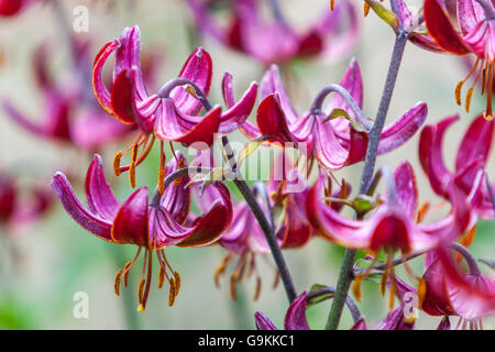 Turks Mützenlilie , Lilium-Martagon 'Marhan' lila rote Lilien Nahaufnahme Blume Stockfoto