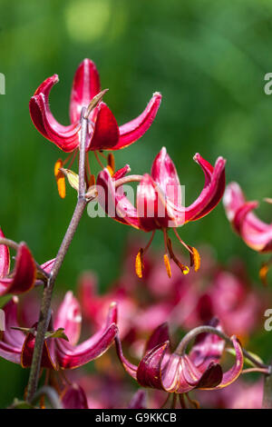 Red Lilium Martagon „Marhan“ Lily, Lilies schließen Blume Turks Kappe Stockfoto