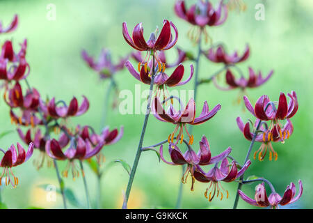 Der Türke cap Lily, Lilium martagon bin Arhan' Lily, Lilien Stockfoto