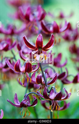 Turks Mützenlilie , Rote Lilium-Martagon 'Marhan' Juni-Lilien Stockfoto