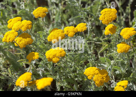 Schafgarbe, Achillea clypeolata Stockfoto