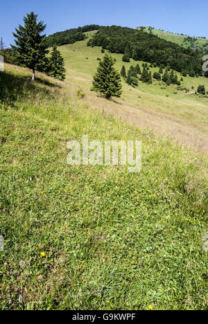 Bergwiese mit Bäumen auf Strungovy Prislop mit Osnica Hügel im Hintergrund in Krivanska Mala Fatra Gebirge in der Slowakei mit klarer Himmel Stockfoto